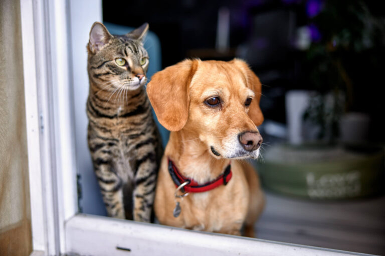 Should Dogs & Cats Go Vegan To Help The Environment?