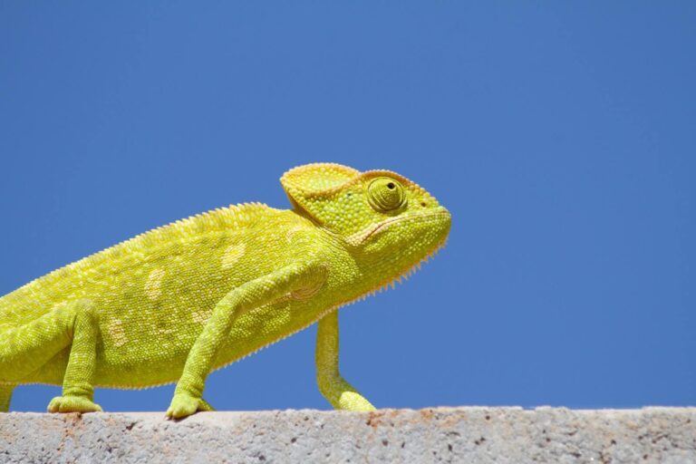 No more thermostats? Color-changing coating inspired by chameleons could revolutionize building construction