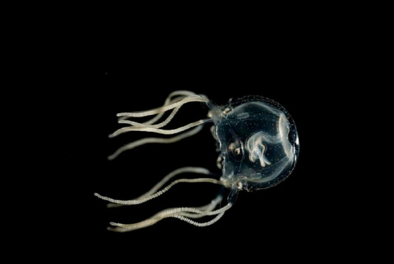 This poisonous jellyfish is smarter than you think and even learns from its mistakes