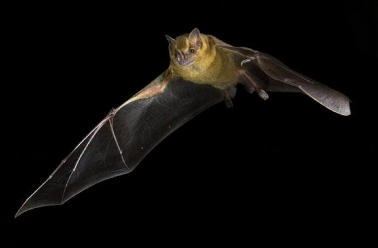 Bats may hold the evolutionary secret to beating cancer