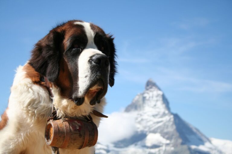 Calmest Dog Breeds: Top 5 Docile Pups Most Recommended By Experts