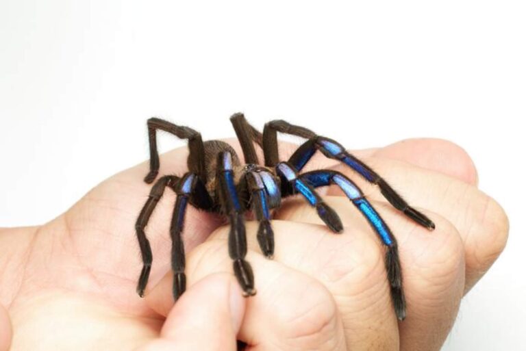 ‘Captivating new species’: Electric blue tarantula discovered in Thailand