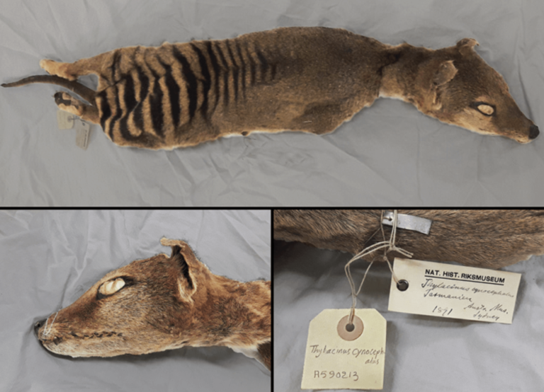 Real-life Jurassic Park? Scientists recover RNA that may resurrect extinct Tasmanian tiger