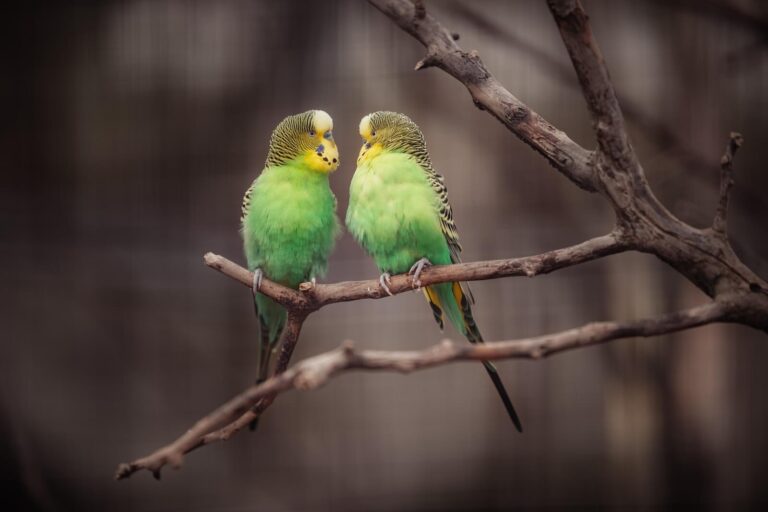 Say what? Parrots have unique voices – and we can pick out who’s talking