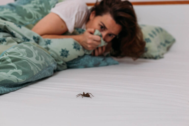 Stop Bugging Out: 40% Still Believe Myth They Eat Spiders In Their Sleep