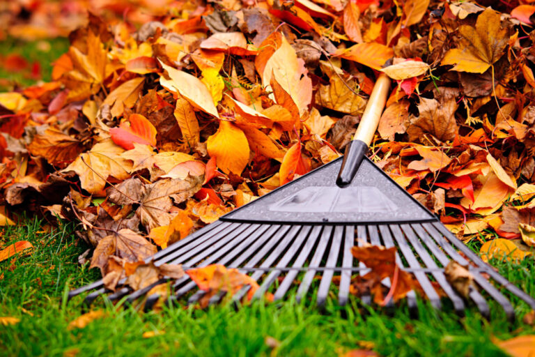 Best Rakes: Top 5 Lawn Tools Most Recommended By Experts