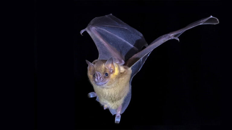 Super immunity in bats may pave the way for COVID and cancer cures!