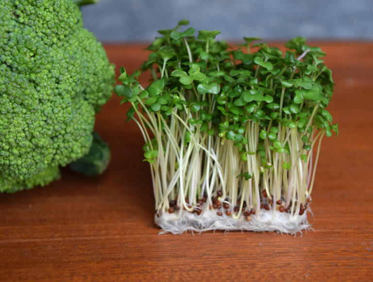 Broccoli sprout surprise: Polysulfides in vegetable could treat cancer, neurodegenerative diseases