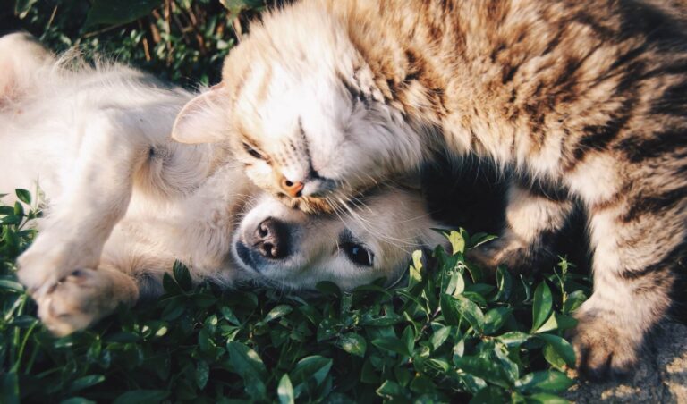 Playing (pet) favorites: Do people really care more about dogs than cats?