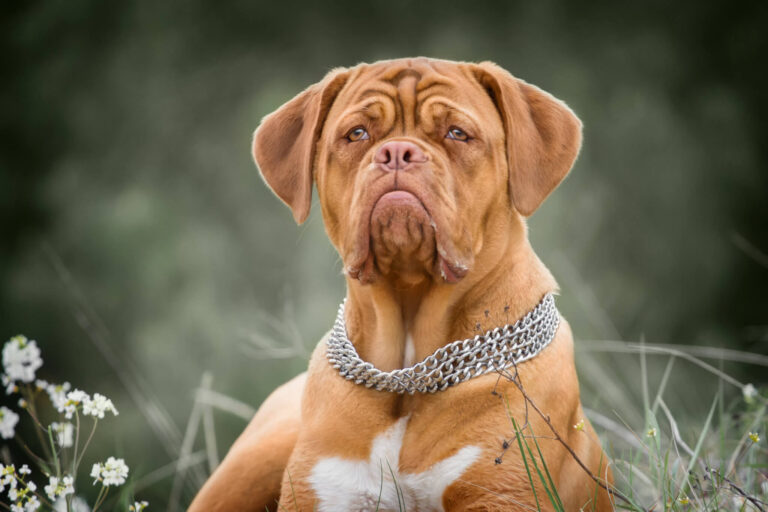 Dogs With The Strongest Bite: Top 5 Powerful Breeds, According To Experts