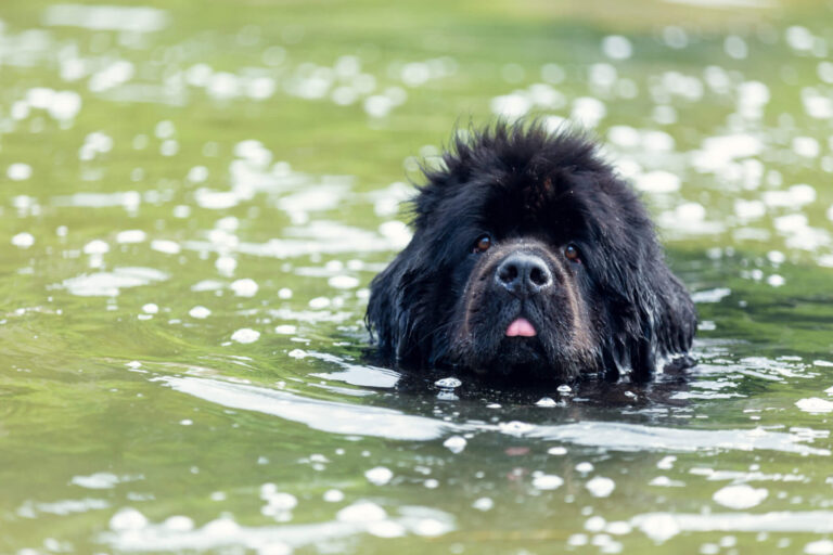 Best Water Dogs: Top 5 Strongest Swimmers Most Recommended By Experts