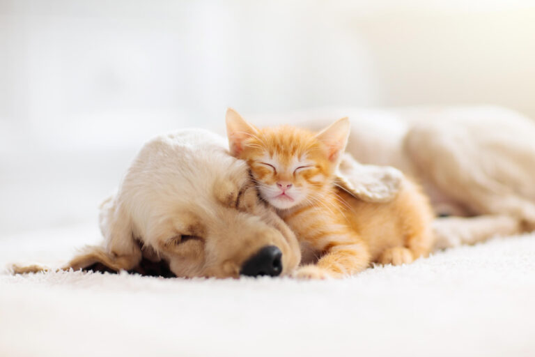 Best Dogs For Cats: Top 5 Friendly Canines Most Recommended By Experts