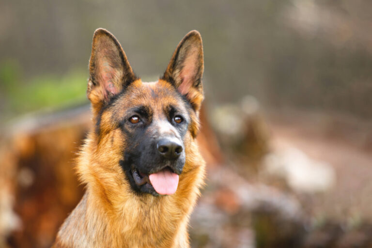 Strongest Dog Breeds: Top 5 Most Powerful Pups, According To Experts