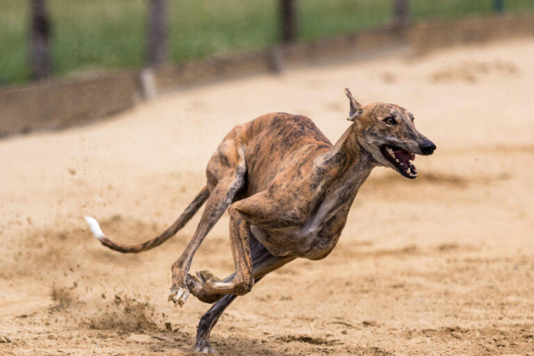 Fastest Dog Breeds: Top 5 Speedy Pups Most Recommended By Experts