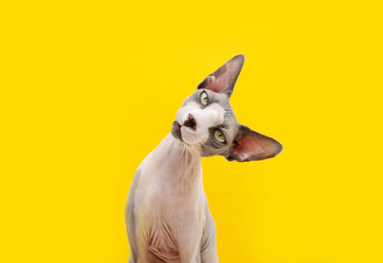 Best Hairless Cats: Top 7 Bald Breeds, According To Experts