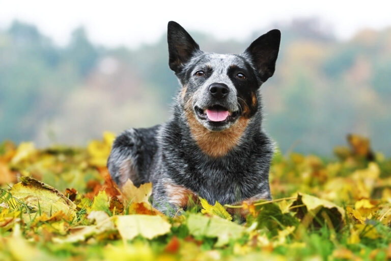 Best Herding Dogs: Top 5 Breeds Most Recommended By Experts