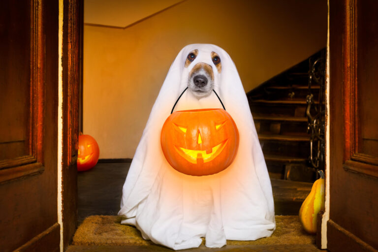 Best Dog Halloween Costumes: Top 5 Doggie Disguises Most Recommended By Experts