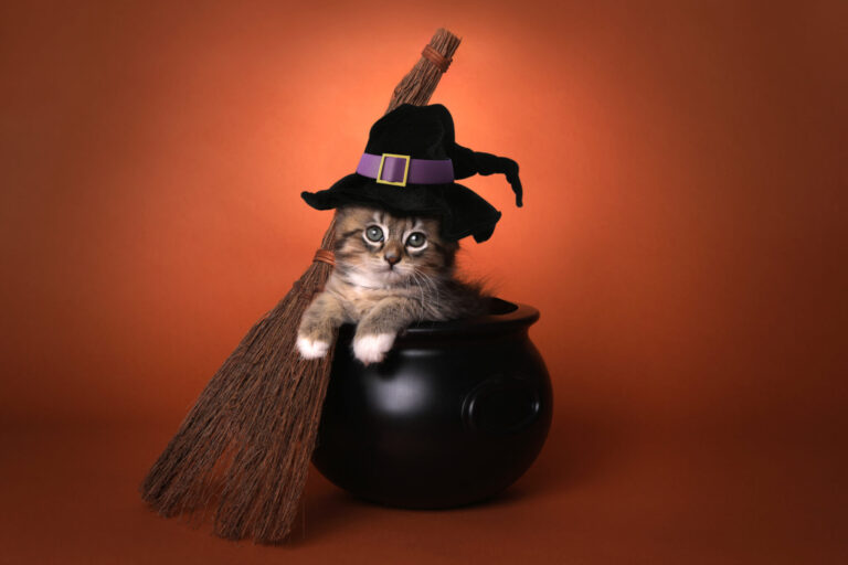 Best Cat Halloween Costumes: Top 5 Kitty Outfits Most Recommended By Experts