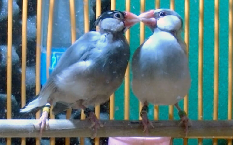 Is that bird in love? Study reveals you can literally see it in their eyes