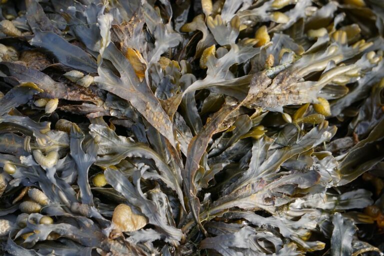 Early Europeans chewed on seaweed superfood 8,000 years ago, ‘definitive’ evidence reveals