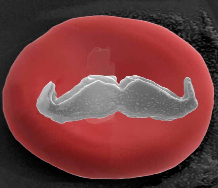 World’s tiniest mustache successfully fitted onto red blood cell