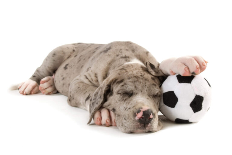 What Are The Laziest Dog Breeds? Top 5, According To Canine Experts