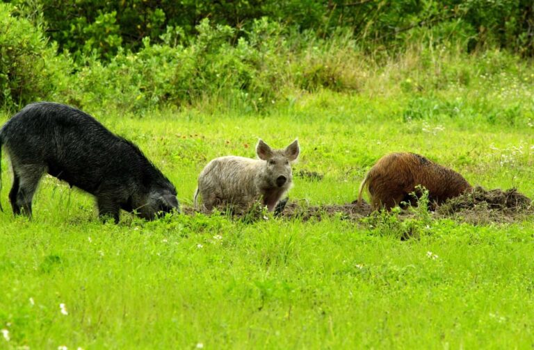 Wild ‘super pigs’ from Canada could leave U.S. in even worse shape than its own invasive feral hogs
