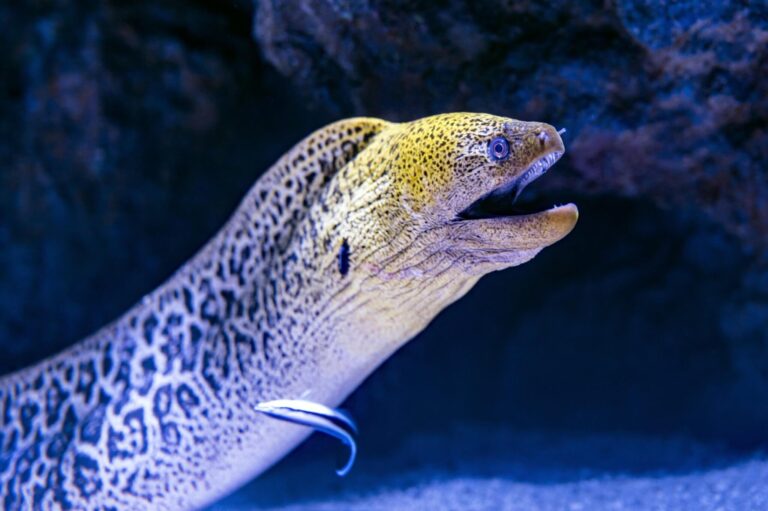 Electric eels alter genes of other creatures using their shocking discharges
