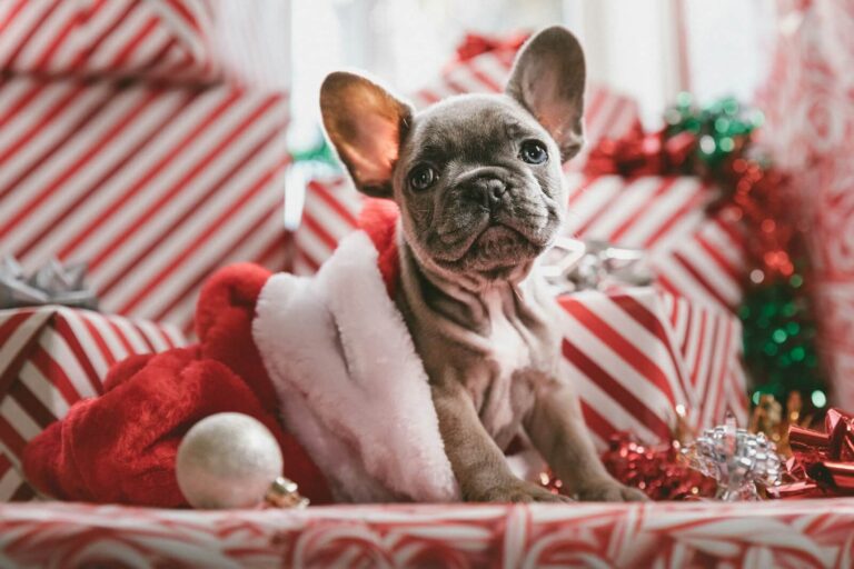 43% claim loved ones are more excited to see their pets during the holidays