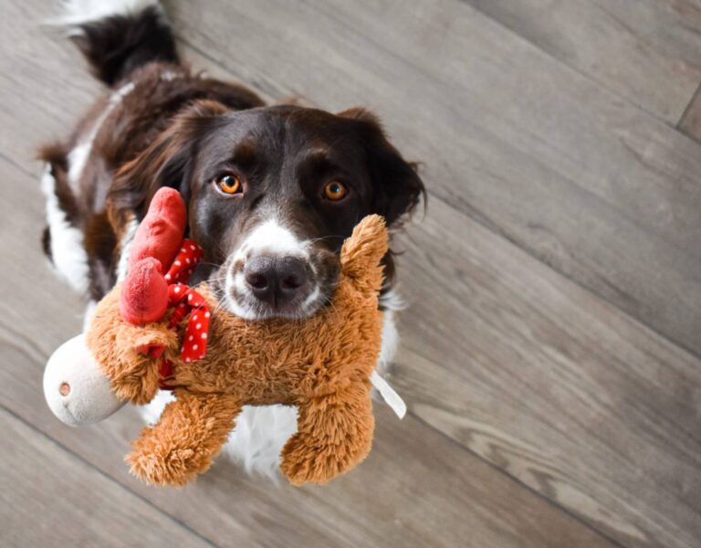 Is your dog a genius? ‘Gifted’ pups remember hundreds of toy names