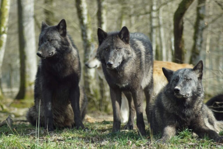 Wolf probiotics? Bacteria in wolves holds key to better gut health for dogs