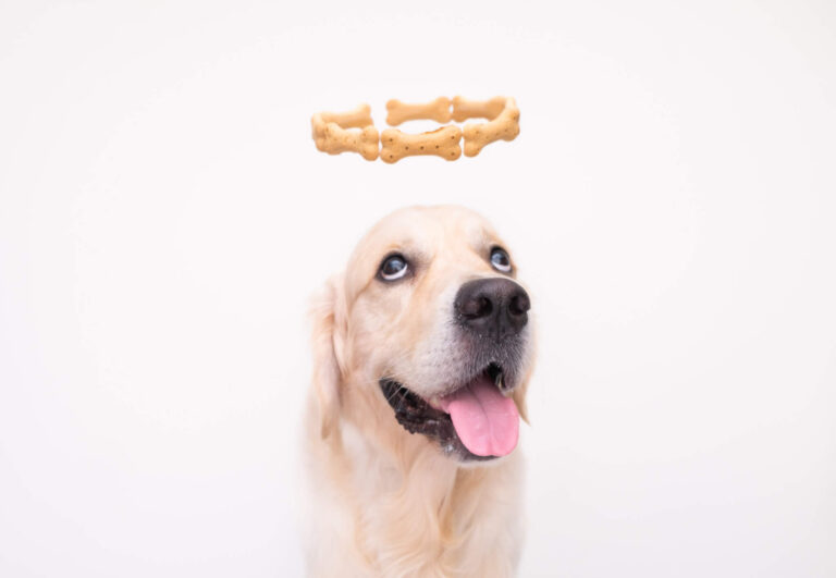 Best Calming Chews For Dogs: Top 7 Soothing Products Most Recommended By Experts